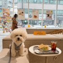 도그도기 | 강남 애견동반 카페, 실내 동반 가능한 놀로스퀘어