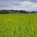 부구주유소 이미지