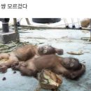 그린코어