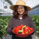 예천군농산물산지유통센터 | [공지] 예천 산지직송 딸기 실패 없는 선택법 | 설향 금실 차이까지 정리