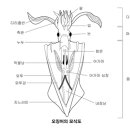 오징어 이미지