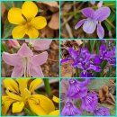 기장 문래봉.소산벌.매암산.망월산.옥녀봉.거문산(107번정관동원로얄듀크2차/철마면사무소).25.4.12 이미지