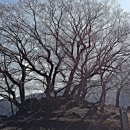 당숲 느티나무 앞 이미지