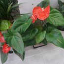 황금나무 공인중개사사무소 이미지