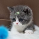 광주 고양이 분양 냥블리 광주점 이미지