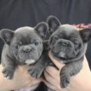 넥서스켄넬 이미지