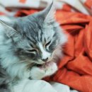 제이그루밍 이미지