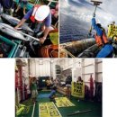 남태평양참치 이미지