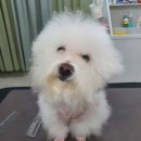 다이아몬독 이미지