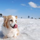 에이스동물병원 이미지