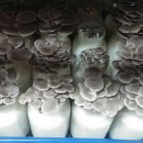 푸른행복농장 이미지