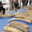 상아무역 이미지