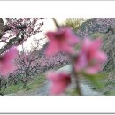 고향의 봄 이미지