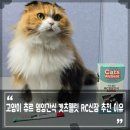 고양이 츄르 영양간식 캣츠웰릿 RC신장 추천 이유 직접 급여 후기