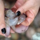 간월도펜션.수산 이미지