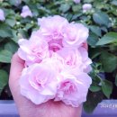 다시오마 이미지