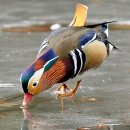 입춘허브 이미지