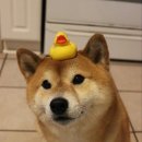 디바네일샵