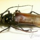 하늘소 - 광명시 오리로964번길 23-1 | 하늘소