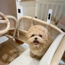 수아켄넬 | 미니말티즈 수아펫에서 데리고온 후기