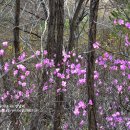 진달래목장 이미지