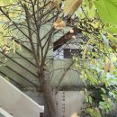 세종세무서 조치원민원실 | [세종브런치카페]이런데서 장사를 한다고? 브런치 카페 "유람"