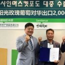 머스캣 이미지