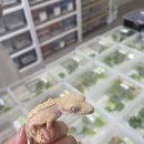 파리바게뜨울산호계드림인시티 | 울산 북구 크레스티드게코 분양 유나게코 방문후기