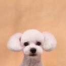 아루멍 그루밍 이미지