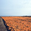 성산읍 신풍리 하동 이미지