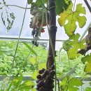 퍼머컬쳐 이미지