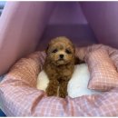 도그마루 고양이 강아지 무료분양 이미지