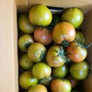 부산 대저짭짤이 토마토 이미지