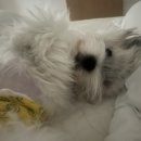 팜스메디 이미지