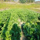 삼도왕국밥 이미지