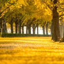 은행나무길 이미지