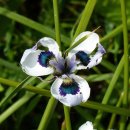 아리스타타 이미지