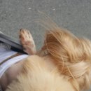 즐겨찾개 이미지