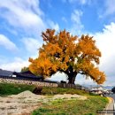 홍산객사 은행나무 이미지