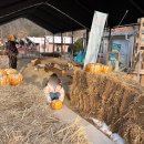 호박게임장 이미지