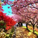 완산-131 Daum카페