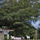 너른초원 | 제주도 가볼 만한 곳 도치돌알파카목장 방문 후기