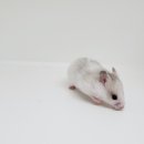 헬로 리틀 애니멀 이미지