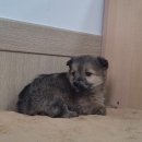 부여농협주유소 이미지