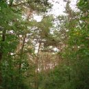 기찬 숲탐방 이미지