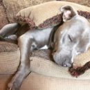 천사강아지 이미지