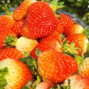 해늘농장 이미지