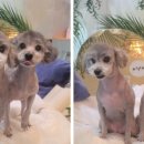 커들리 독 이미지