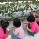 토마토유치원 이미지