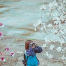 2025 회룡포 봄꽃축제 이미지